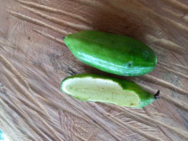 Identificação da planta Bilimbi por foto