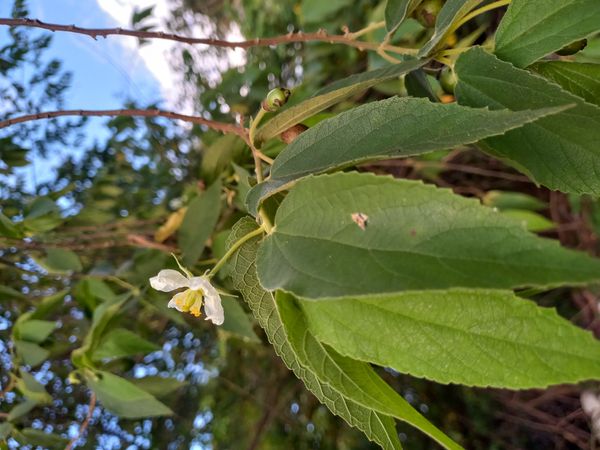 Identificação da planta Calabura por foto