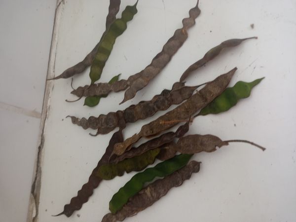 Identificação da planta Angico por foto