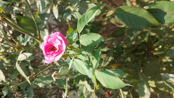 Identificação da planta Rosa Damascena por foto