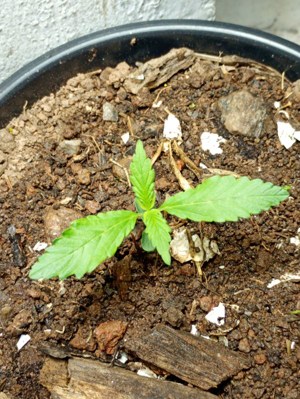 Identificação da planta Maconha por foto