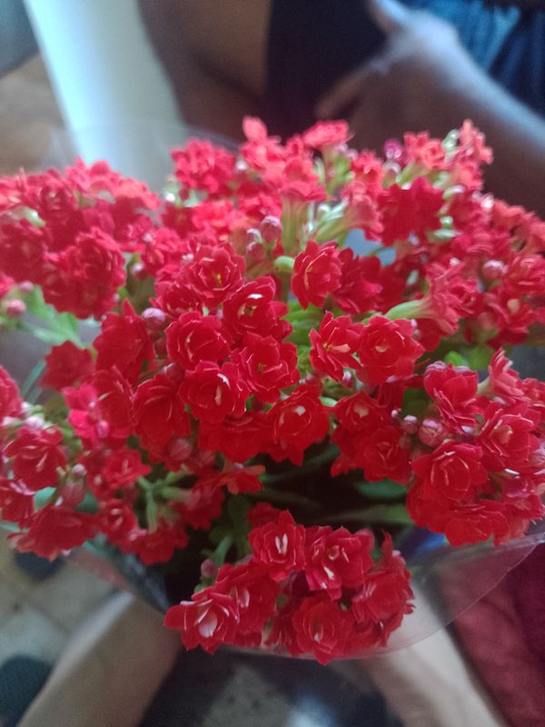 Identificação da planta Flor da fortuna por foto