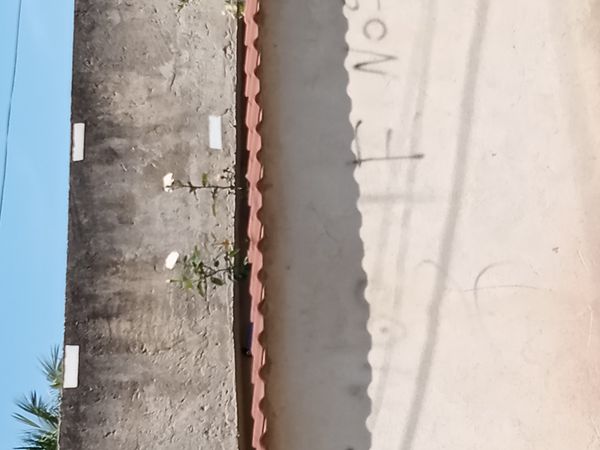 Identificação da planta Primavera por foto