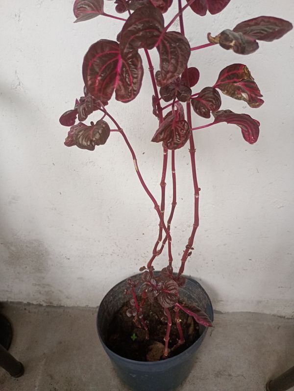 Identificação da planta Bredinho-difuso por foto