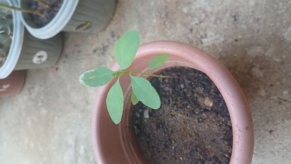 Identificação da planta Coração-de-galinha por foto