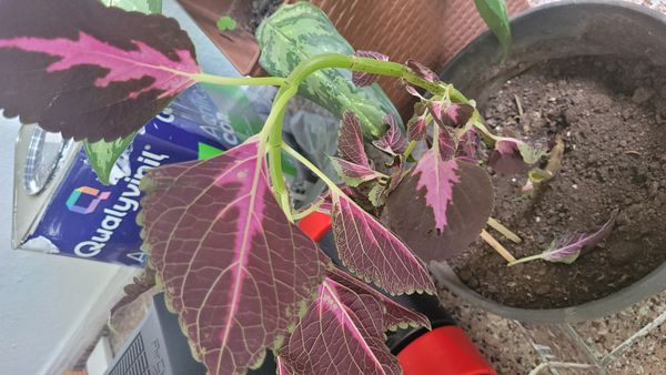 Identificação da planta Coléus por foto