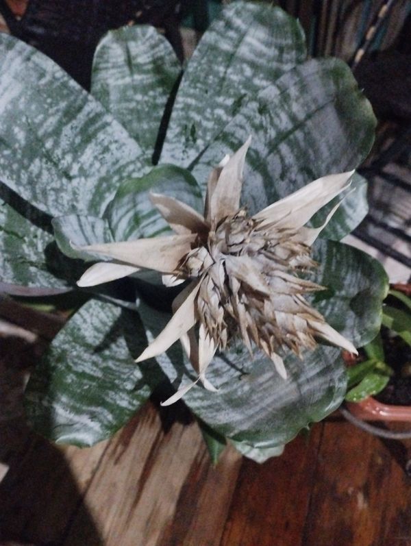 Identificação da planta Bromélia por foto