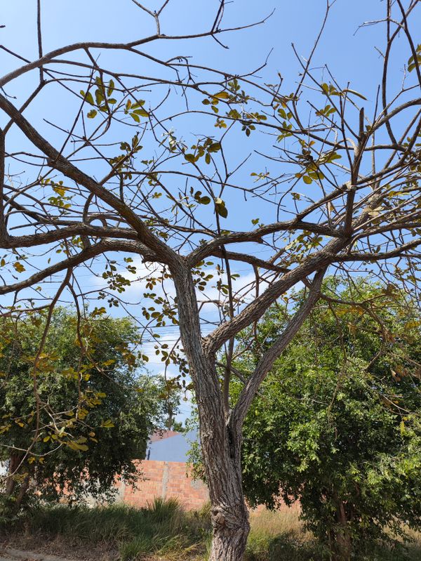 Identificação da planta Ipê-amarelo por foto
