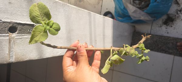 Identificação da planta Hortelã pimenta por foto