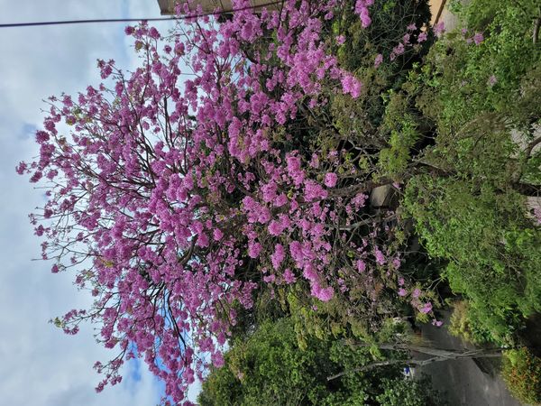 Identificação da planta Ipê-roxo por foto