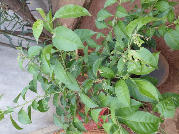 Identificação da planta Dama-da-noite por foto