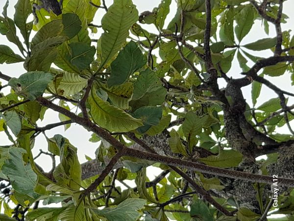 Identificação da planta Peroba por foto