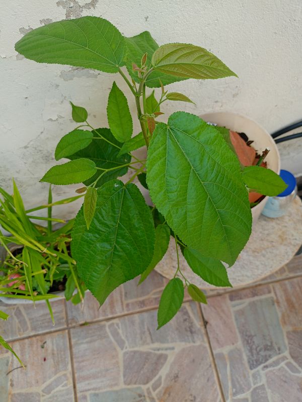 Identificação da planta Mutamba por foto