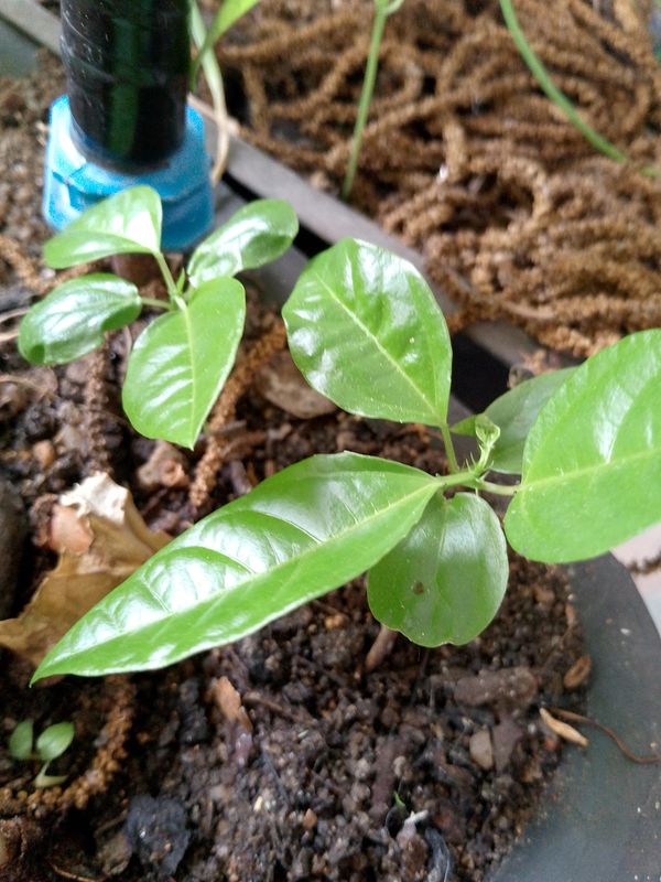 Identificação da planta Maracujá por foto