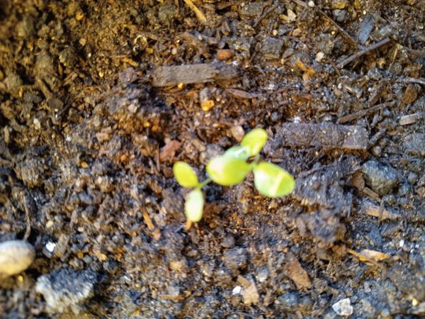 Identificação da planta Agrião por foto