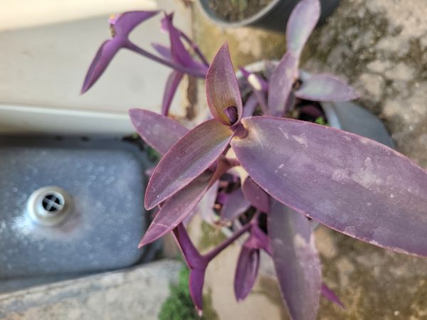 Identificação da planta Trapoeraba-roxa por foto