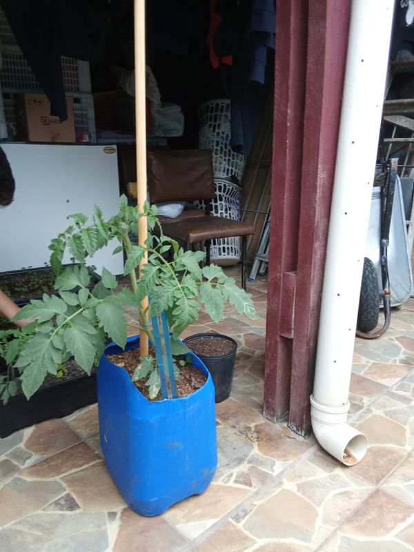 Identificação da planta Tomate por foto