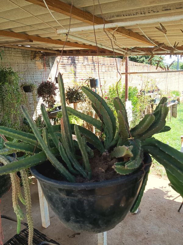Identificação da planta CACTO ESTRELA por foto