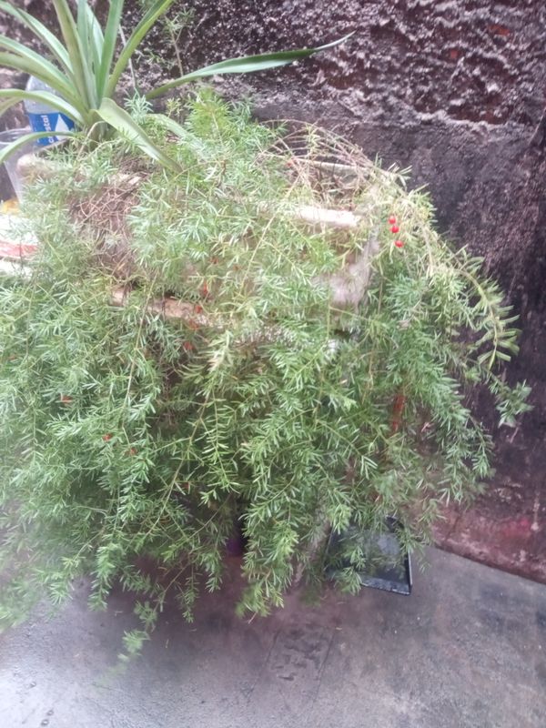 Identificação da planta Alfinete por foto