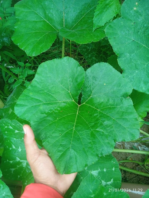 Identificação da planta Abóbora por foto
