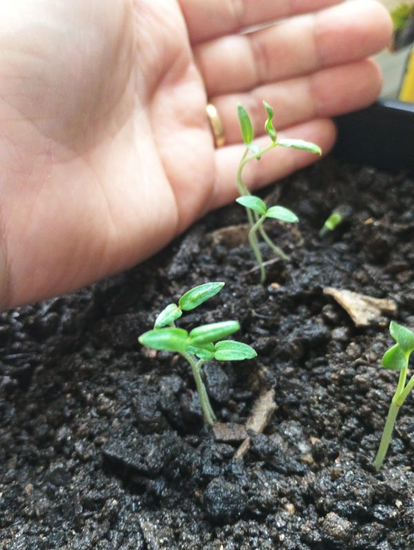 Identificação da planta Tomate por foto