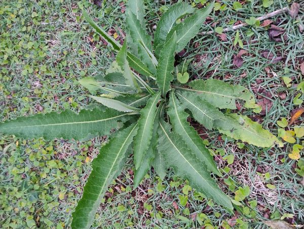 Identificação da planta Alface-de-espinho por foto