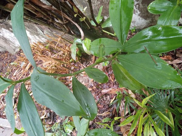 Identificação da planta Cana-do-brejo por foto