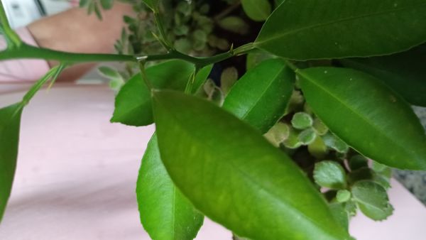 Identificação da planta Limão galego por foto