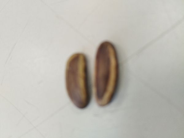 Identificação da planta ébano por foto