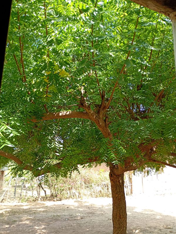 Identificação da planta Neem por foto