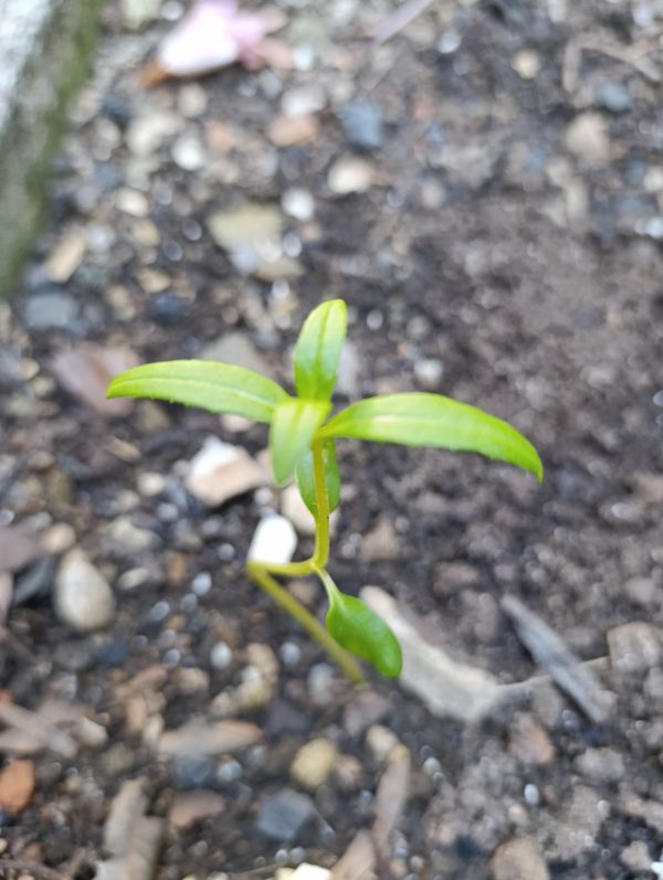 Identificação da planta Chuva-de-ouro por foto