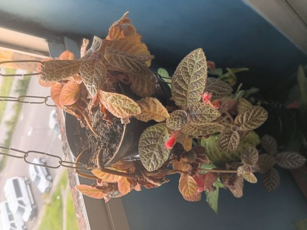 Identificação da planta Peixinho por foto