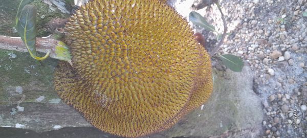 Identificação da planta Jaca por foto