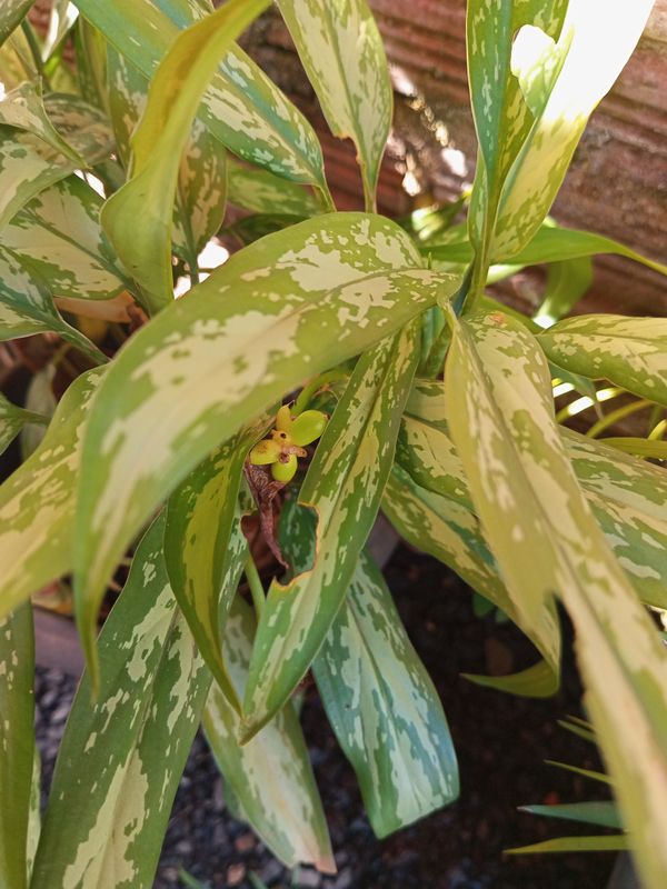 Identificação da planta Comigo ninguém pode por foto