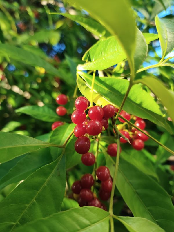 Identificação da planta Chal-chal por foto