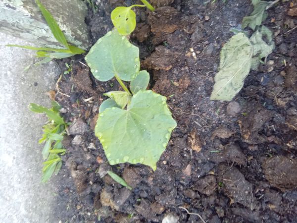 Identificação da planta Pepino por foto