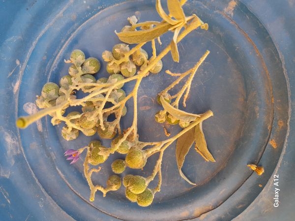 Identificação da planta Sem nome popular conhecido por foto
