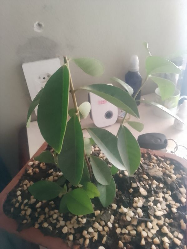Identificação da planta Figueira-indiana por foto