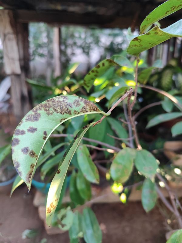 Identificação da planta Graviola por foto