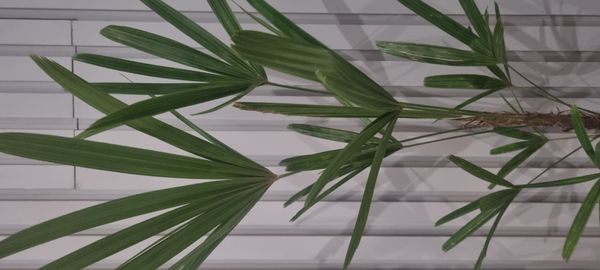 Identificação da planta Palmeira-ráfis por foto