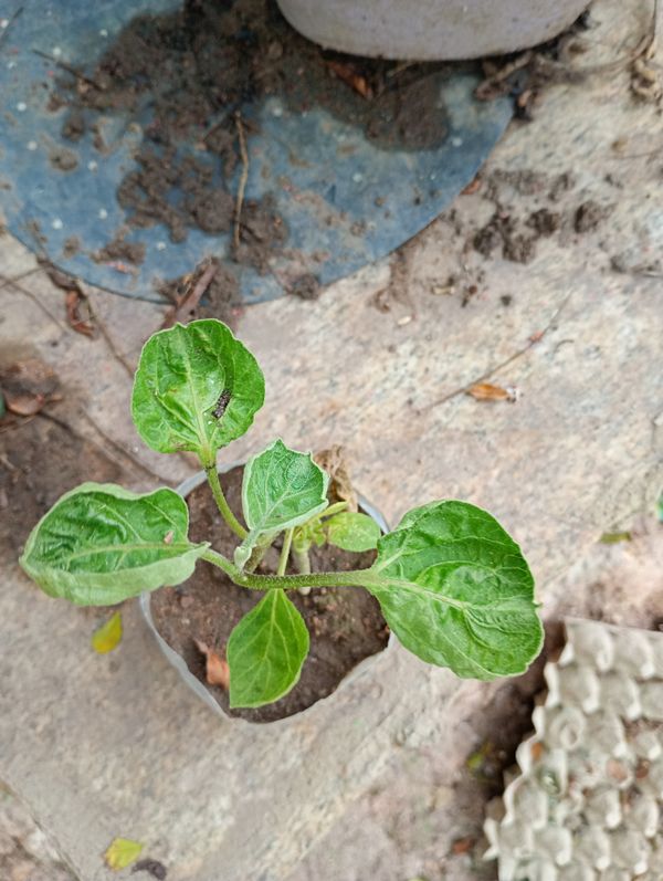 Identificação da planta Berinjela por foto