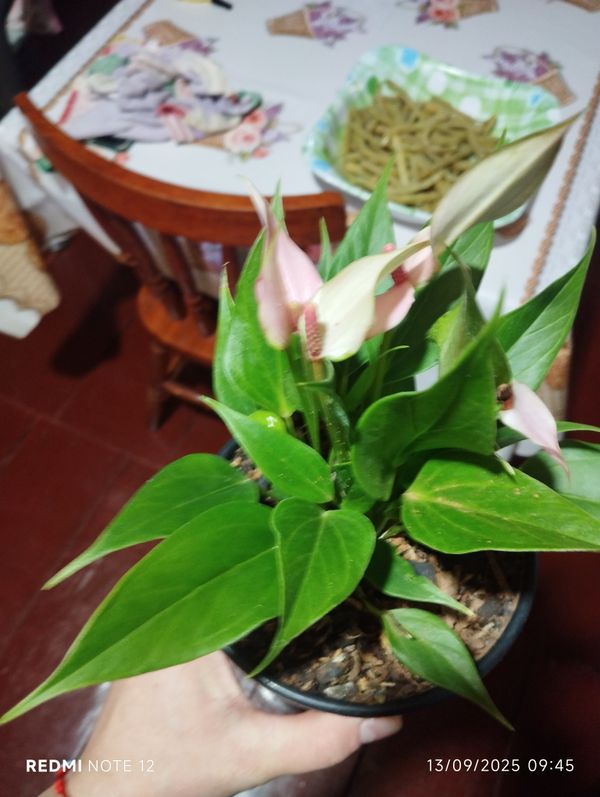 Identificação da planta Micro antúrio por foto