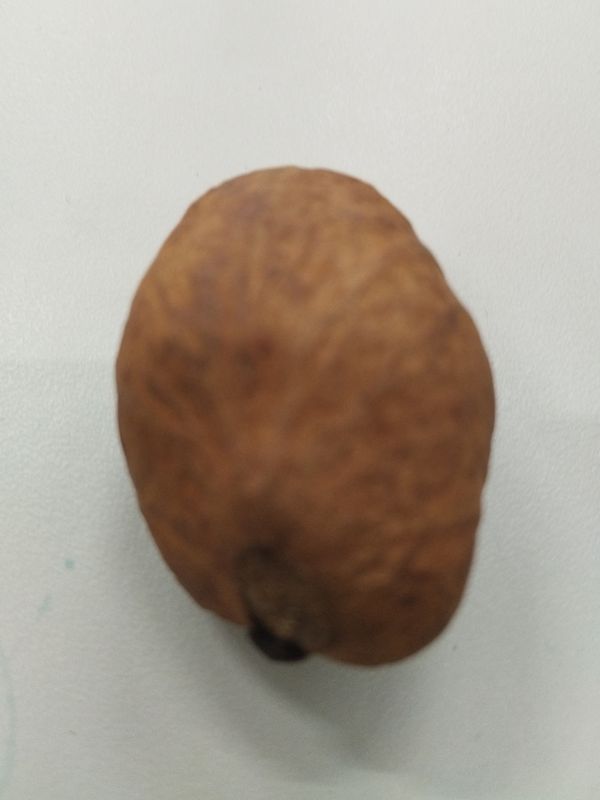 Identificação da planta Nenhum por foto