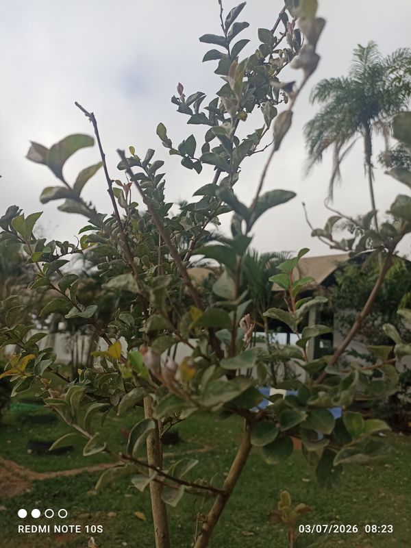 Identificação da planta Resedá-flor-da-rainha por foto