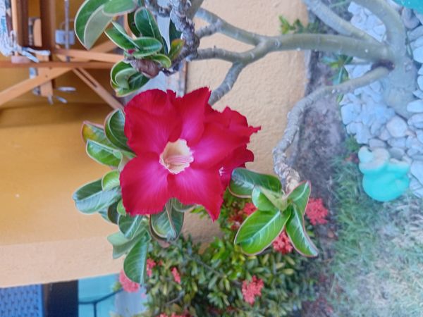 Identificação da planta Rosa do deserto por foto
