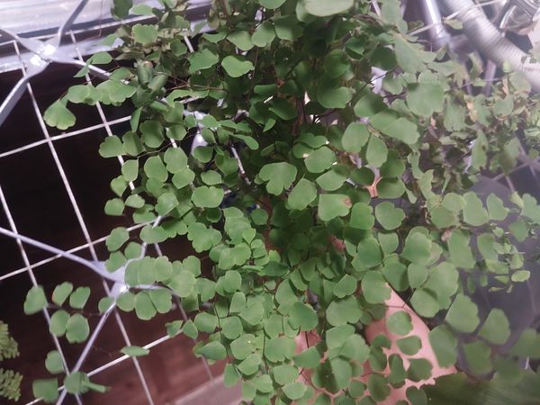 Identificação da planta Avenca por foto