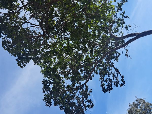 Identificação da planta Ipê-do-México por foto