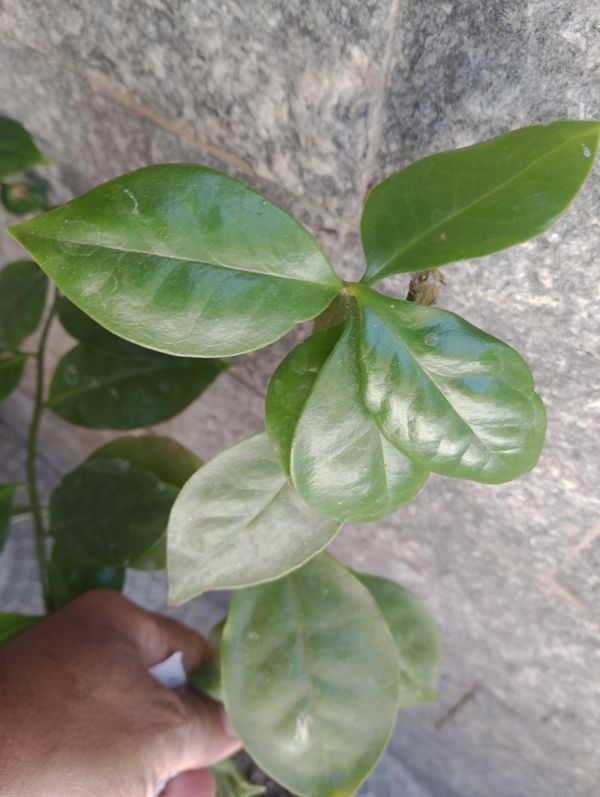 Identificação da planta Ora-pro-nóbis por foto