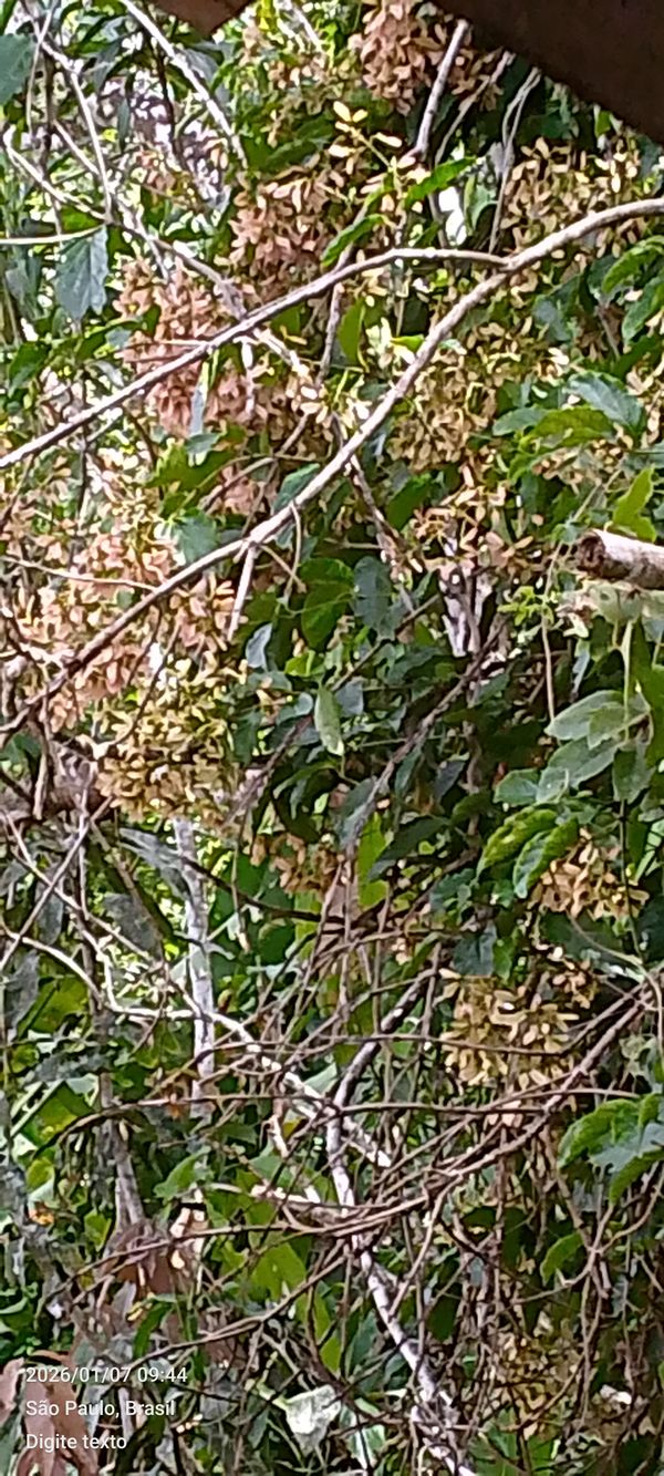 Identificação da planta Bordo-tártaro por foto