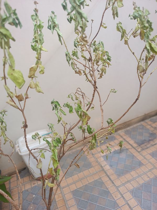 Identificação da planta Alfavaca-de-caboclo por foto